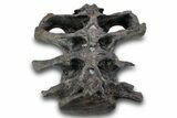 Fossil Ceratopsid (Achelousaurus) Sacrum - Montana #264988-4